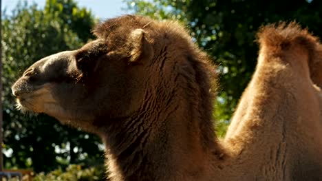 Extrem-Closeup-Aufnahme-eines-Kamels-Laub-im-Hintergrund