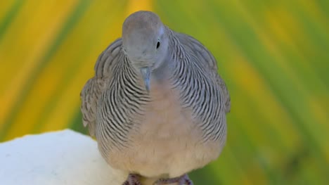 Zebra-dove-on-Mauritius-Island