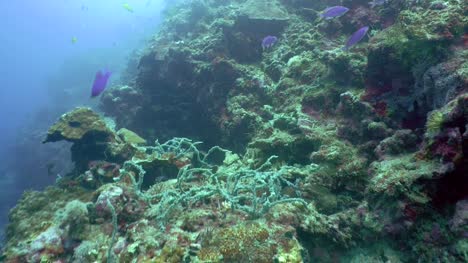 Korallenriff-und-tropischen-Fischen.-Philippinen