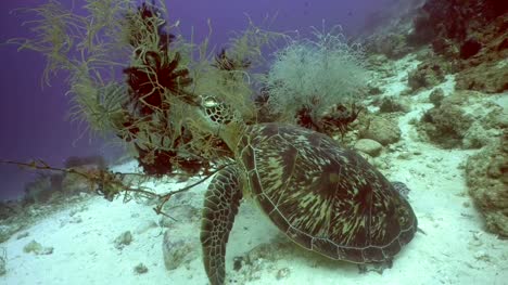 Meeresschildkröte-unter-Wasser-