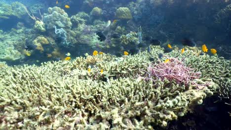 Arrecife-de-coral-y-peces-tropicales.-Filipinas