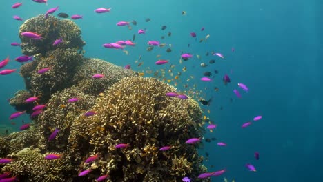 Coral-reef-and-tropical-fish.Philippines