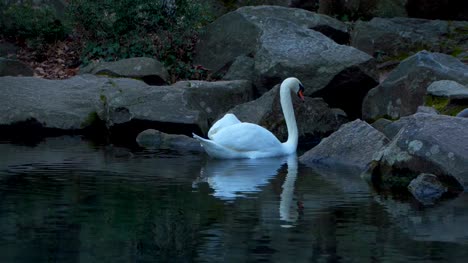 White-swan-auf-einem-Teich
