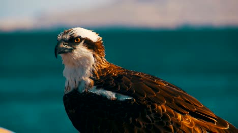 Marine-Bird-of-Prey-Osprey-Sits-on-the-Background-of-Red-Sea