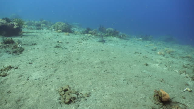 Stachelrochen-Fische-im-Meer