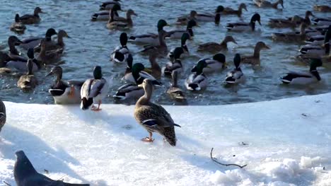 Wild-ducks-on-ice