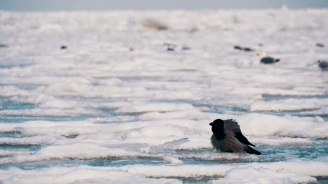 Cuervo-se-sienta-en-el-mar-cubierto-de-hielo-congelado