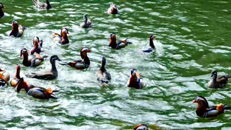 Mandarin-duck-were-playing-in-the-lake.