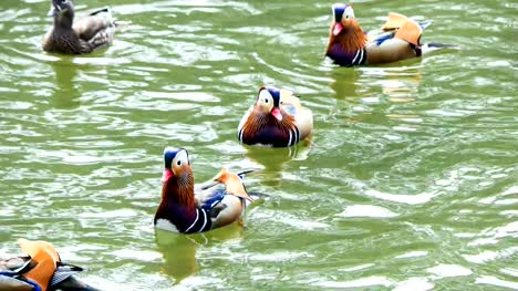 Pato-del-mandarín-estaban-jugando-en-el-lago.