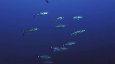 Schooling-Bonito-in-Blue-water,-Red-Sea