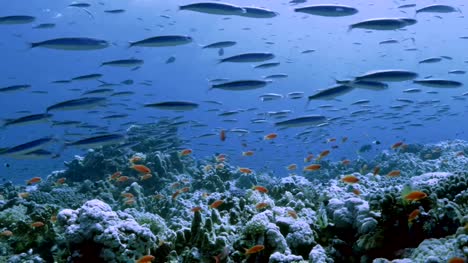 Enorme-escuela-de-sardinas-se-mueven-sobre-el-paisaje-de-arrecife-de-coral,-mar-rojo