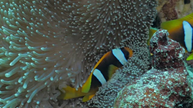 Clownfische-in-Anemone,-Rotes-Meer