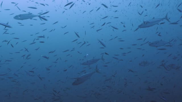 Thunfisch-im-Unterschulischen-Sardinen,-Rotes-Meer
