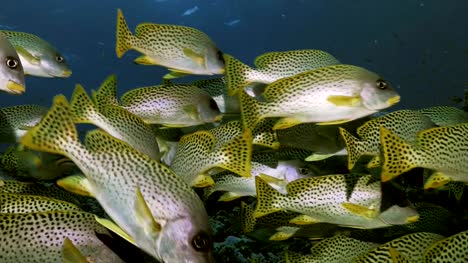 Nahaufnahme-der-schulischen-tropischen-Fische,-Rotes-Meer
