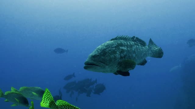 Gran-Grouper-en-el-arrecife-de-coral,-mar-rojo