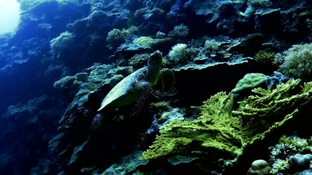 Tortuga-de-mar-en-el-paisaje-de-arrecife-de-coral,-Palau