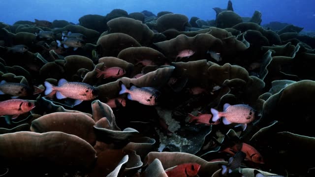 Giant-colony-of-Cabbage-corals-and-squirrel-fishes,-Palau