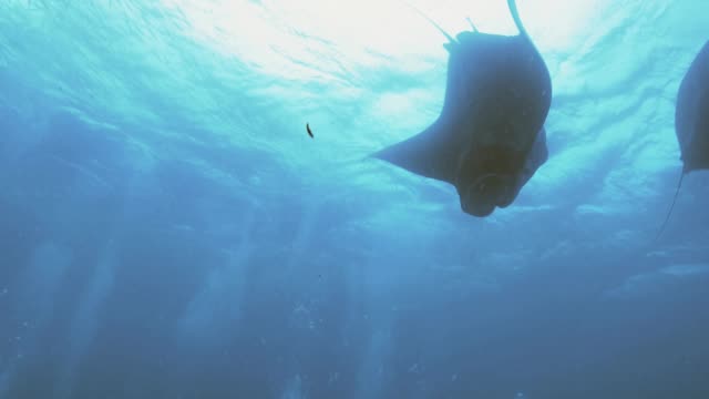 Huge-Manta-rays-do-loopings,-underwater-shot,-Palau