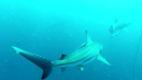 Baited-shark-dive-with-black-tip-sharks