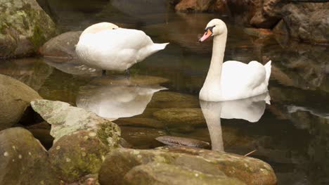 Dos-cisnes-en-un-estanque-pequeño