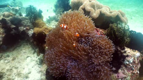 Clownfish-Anemonefish-en-anémona