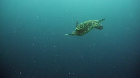 Sea-turtle-en-agua-