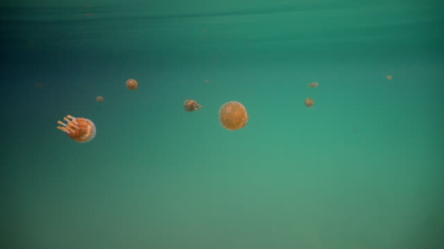 Big-jellyfish-in-the-water.-Bucas-Grande-Island,-Sohoton-Cove.-Philippines