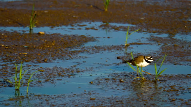 A-small-bird-(Charadrius)-a-male-quickly-moves-along-the-swamp.-He-inspects-his-territory.--Birds-living-near-the-water.-A-beautiful-sunny-summer-morning.
