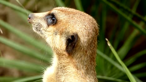 Portrait-of-vigilant-meerkat.