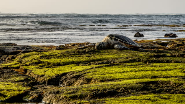 Hawaiian-Green-Sea-Turtle-Time-Lapse