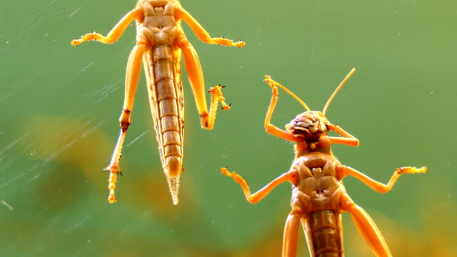 Locust-grooming