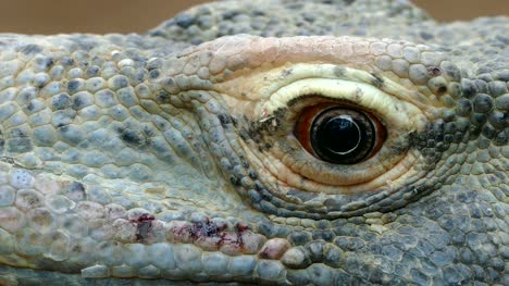 Close-up-of-the-eye-of-a-Komodo-Dragon.(VARANUS-KOMODOENSIS).