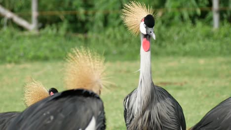 Grey-Crowned-Crane-Bird