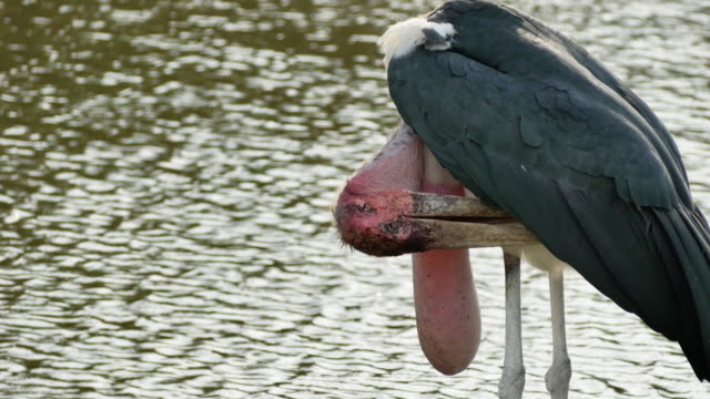 Marabou-stork-in-the-nature
