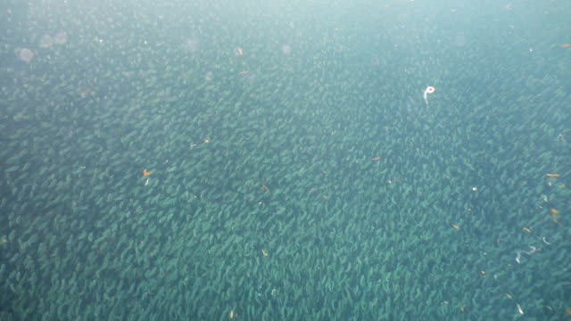 Sardinas-en-agua-azul