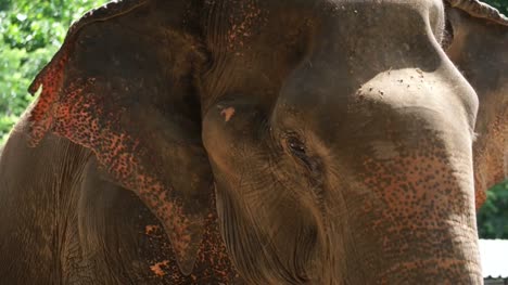 Captura-de-elefante-indio-asiático-de-cerca.-Hermosa-criatura-en-movimiento-4k