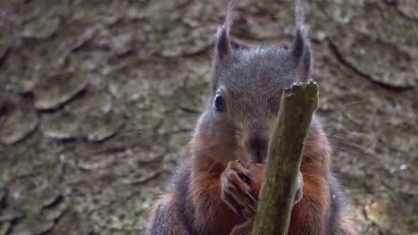 Squirrel,Eurasian-red-squirrel,-forest,-nut,-eating,-searching,-stump,-4K