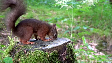 Squirrel,Eurasian-red-squirrel,-forest,-nut,-eating,-searching,-stump,-4K