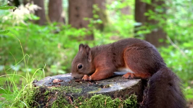 Eichhörnchen,-eurasische-Eichhörnchen,-Wald,-Nuss,-Essen,-Suche,-stumpf,-4K