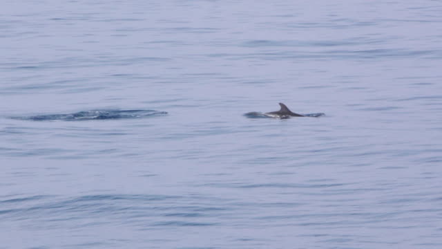 vaina-de-delfines-nadando-cerca