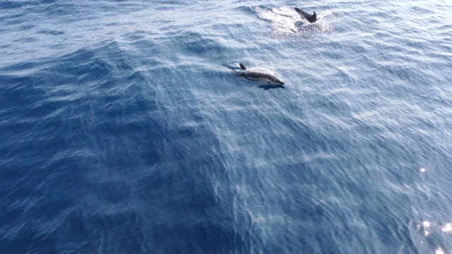 Delphin-Pod-unter-Wasser