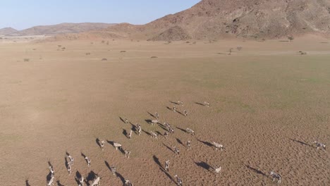 Antena-alta-sobrevolar-a-vista-de-gemsbok-(oryx)-en-el-desierto-de-Namib