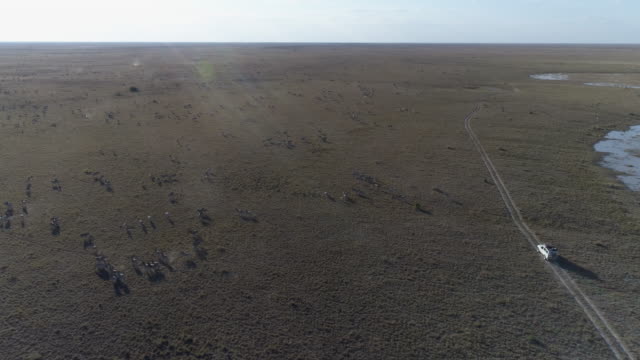 Hoher-Luftaufnahme-von-einer-touristischen-4-x-4-Safari-Fahrzeug-Fahrt-durch-das-Grasland-in-Botswana