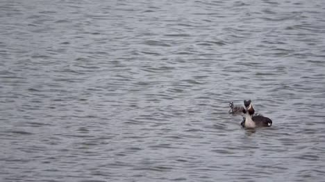 Somormujo-lavanco,-Podiceps-cristatus,-Haubentaucher,-con-cachorro-nadando-en-un-lago,-Países-Bajos,-4K