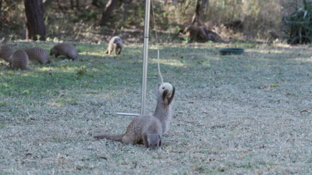 Funny-animal.-Banded-mongoose-playing-with-a-swing-ball-in-a-suburban-garden