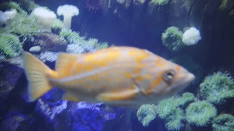 red-fish-aquarium-tank-swimming-close-up