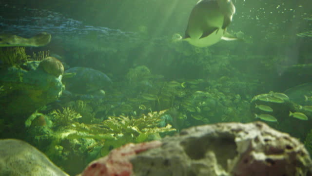 menacing-aquarium-tank-fish-swimming-shark-danger