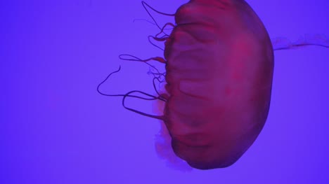 jelly-fish-poisonous-aquarium-tank-fish-swimming