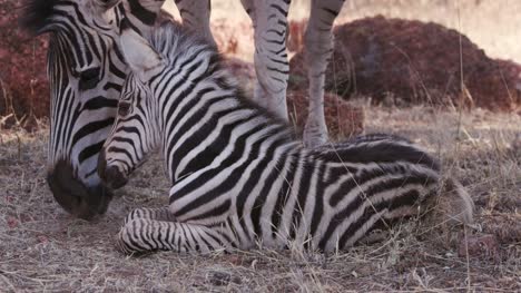 Close-up-of-cute-baby-zebra-foal-resting-on-the-ground-in-front-of-mother