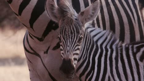 Nahaufnahme-von-niedlichen-Baby-Zebra-Fohlen-und-Mutter